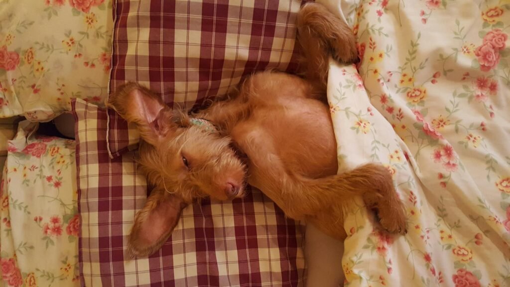 Casper Dog Bed 2026: What You Need to Know Before Buying