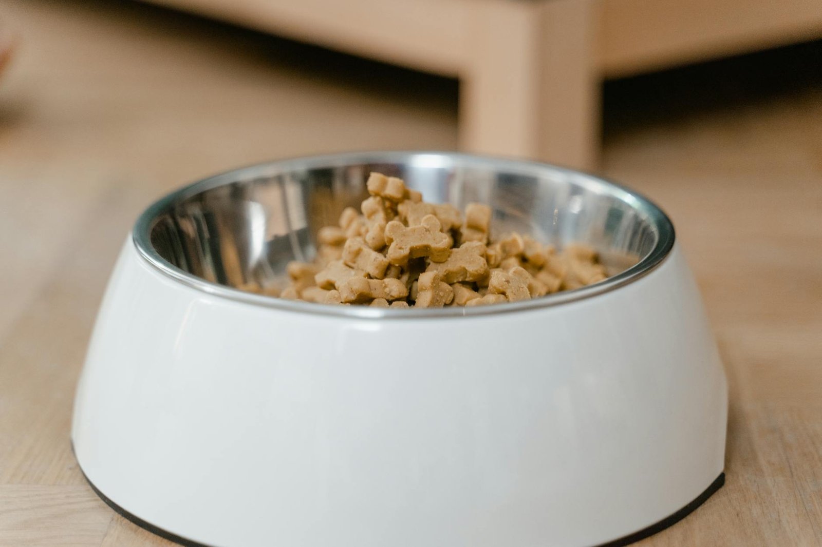 The Complete Ollie Dog Food Review — Is It Worth It?
