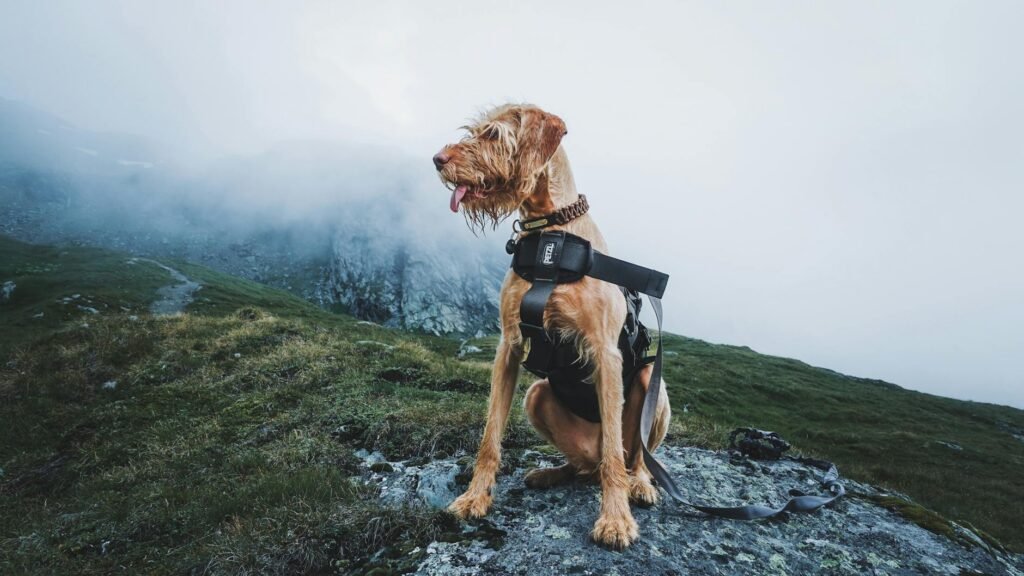 Ruffwear Test 2026: Erfahrungen & Bewertung